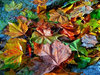 Close-up of dry maple leaves fallen in autumn