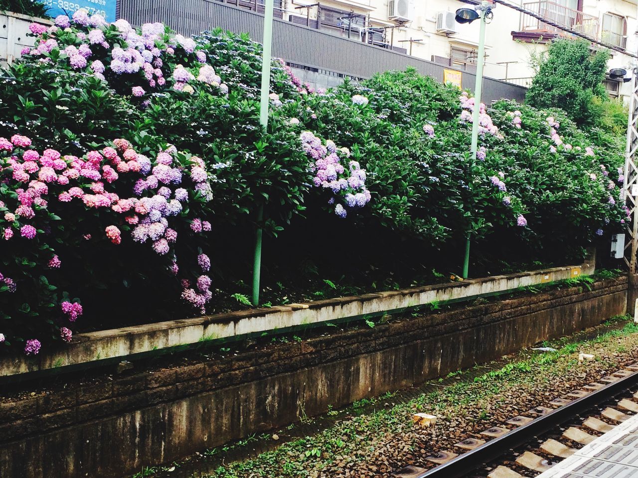 flower, growth, tree, plant, freshness, nature, transportation, beauty in nature, green color, fence, railroad track, outdoors, building exterior, high angle view, day, built structure, railing, no people, in bloom, park - man made space