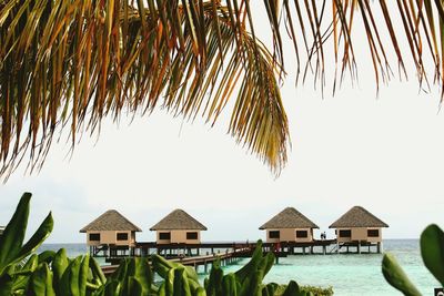 Palm trees by sea against clear sky