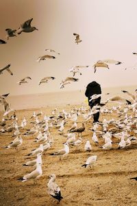 Flock of birds flying over beach against sky