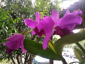 Close-up of pink flowers