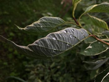 Close-up of raindrops on leaves