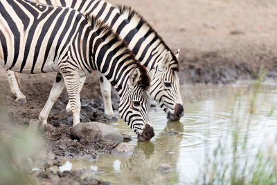 View of zebras drinking water