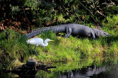 Great egret by alligator on field by pond