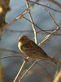 Close-up of bird perching on branch