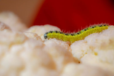 Close-up of bananas