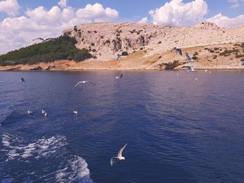 Birds flying over sea against sky