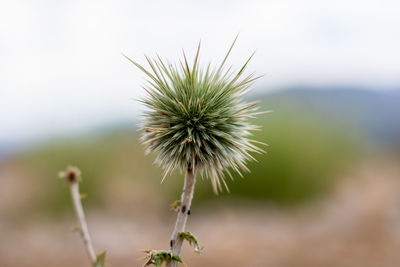 Close-up of dandelion on field