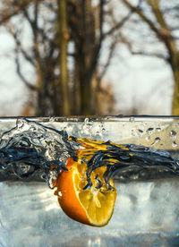 Close-up of turtle in water