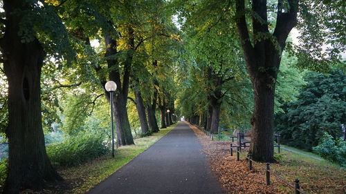 Empty road along trees in forest