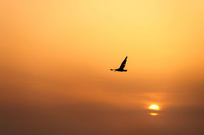 Silhouette bird flying in sky during sunset