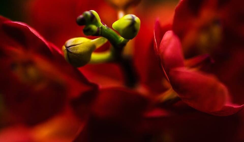 flower, freshness, growth, red, petal, close-up, beauty in nature, fragility, nature, selective focus, flower head, plant, focus on foreground, bud, blooming, stem, tulip, outdoors, no people, in bloom