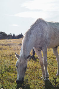 Horse grazing in a field