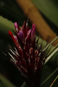 Close-up of cactus plant