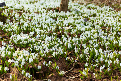 Close-up of white flowers on field