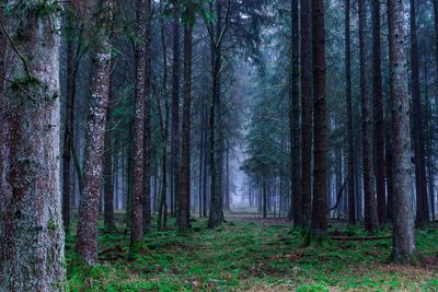 Trees in forest