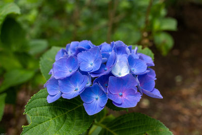 Close-up of purple hydrangea blue flower