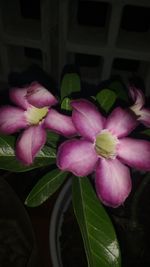 Close-up of pink flowers blooming outdoors