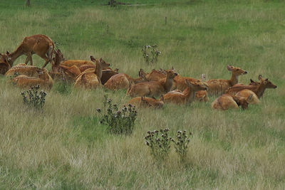 Sheep on field