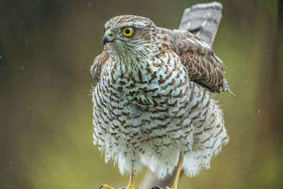 Close-up of a bird