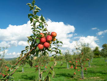 Fruits growing on field