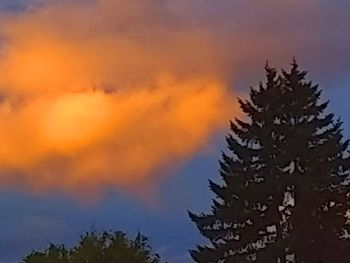 Low angle view of tree against sky during sunset