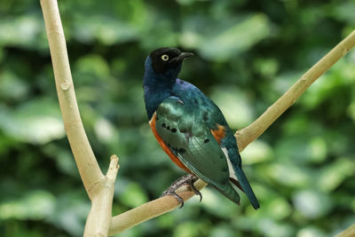 Close-up of bird perching on branch
