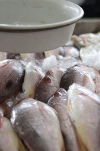 Close-up of fish for sale in market