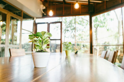 Potted plants on table by window