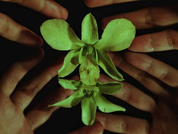 Close-up of hand holding leaves