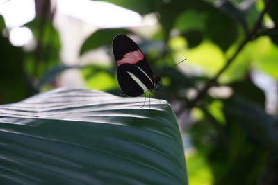 Close-up of butterfly on leaf