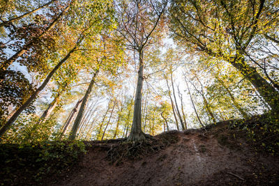 Low angle view of trees in forest during autumn