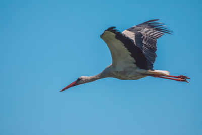 Low angle view of bird flying