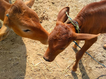 Close-up of cows on field