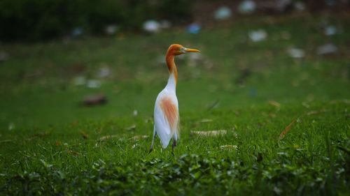 View of a bird on field