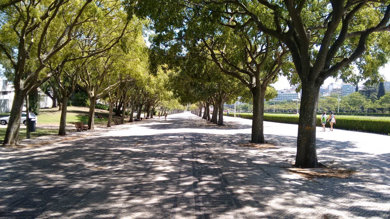 VIEW OF TREES IN CITY