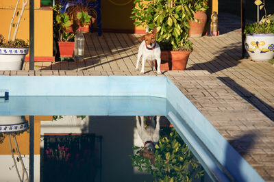 Potted plants on table in yard