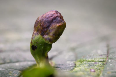 Close-up of plant