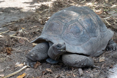 Close-up of turtle on ground