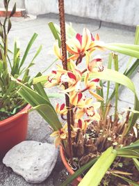 Close-up of cactus flower blooming outdoors