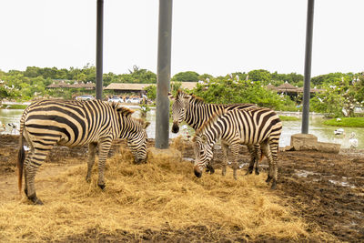 Zebras in a field