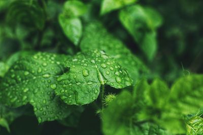 Close-up of raindrops on leaves