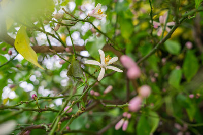 Close-up of flowering plant