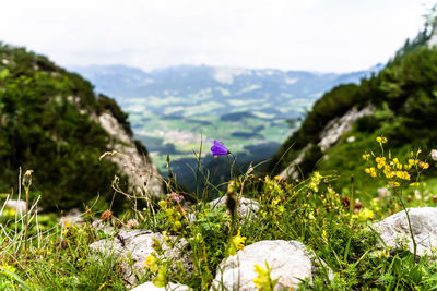 Purple flowering plants by rocks against sky