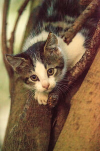 Close-up portrait of a cat