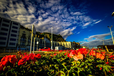 Flowers growing in city against sky