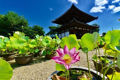 Close-up of pink flowering plants against sky