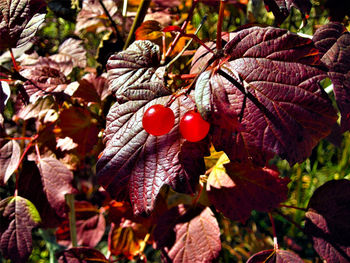 High angle view of red berries growing on tree