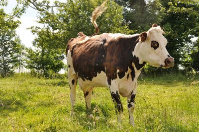 Cow standing in a field