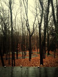 Bare trees in park